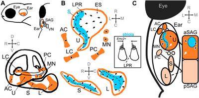 Vestibular physiology and function in zebrafish